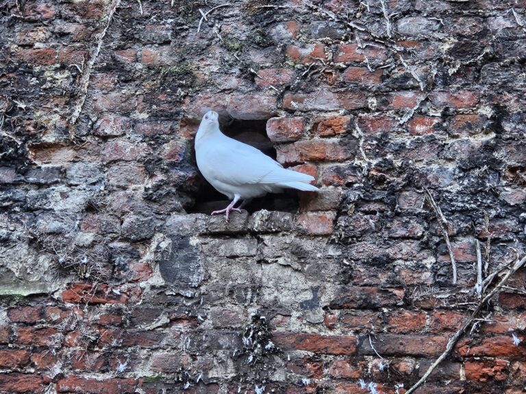white dove on brick wall